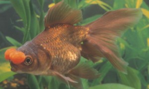 Pompom Goldfish