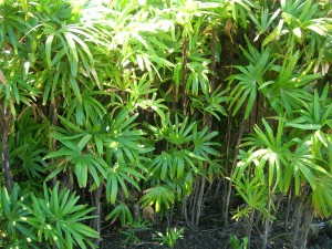 Rhapis excelsa