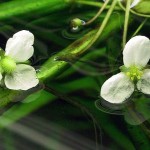 Sagittaria subulata flowers