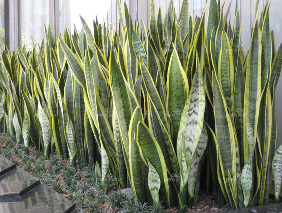 Sansevieria trifasciata Laurentii