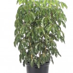 Schefflera actinophylla