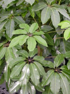 Schefflera actinophylla