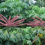 Schefflera actinophylla