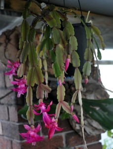 Schlumbergera truncata