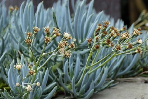 Senecio serpens