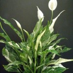 Spathiphyllum wallisii Domino