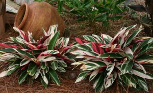 Stromanthe sanguinea