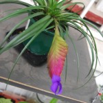 Tillandsia cyanea