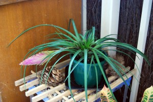 Tillandsia cyanea