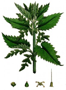 Urtica dioica