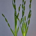 Vallisneria americana var. biwaensis