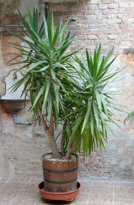 Yucca elephantipes