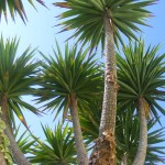 Yucca elephantipes