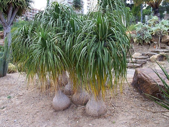4/" plant Beaucarnea Recurvata elephant foot ponytail palm pachycaul base 4 pot