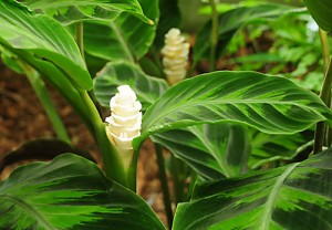 Calathea Warscewiczii