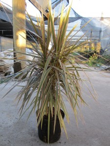 Dracaena marginata 'Bicolor'