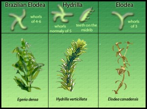 elodea-hydrilla-egeria