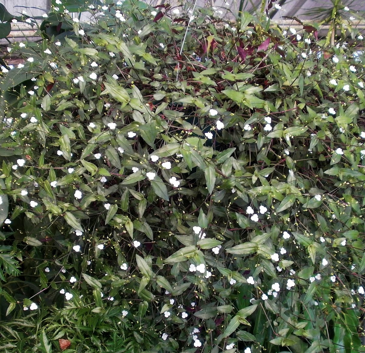 Tahitain bridal vail flower