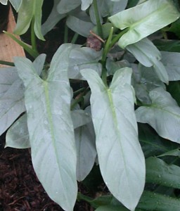 Philodendron hastatum