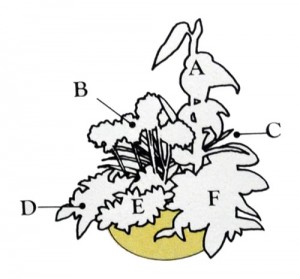 Plant grouping