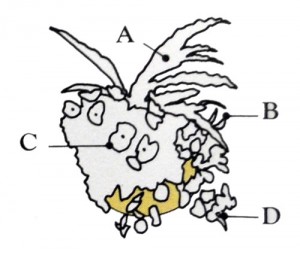 Plant grouping