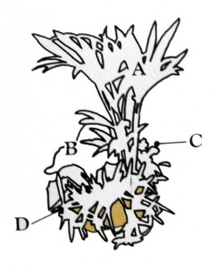 Plant grouping 