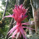 Aechmea fasciata - epiphyte