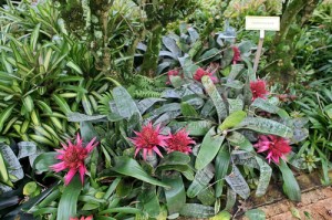 Aechmea fasciata