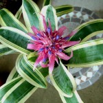 Aechmea fasciata Albomarginata