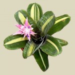 Aechmea fasciata Variegata