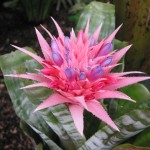 Aechmea fasciata flower