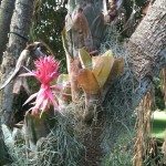 Aechmea fasciata - epiphyte