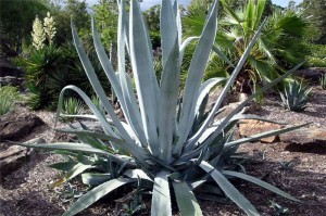 Agave americana