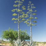 Agave americana flowers