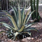 Agave americana var. Medio-picta