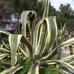 Agave americana var. marginata