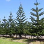 Araucaria heterophylla 