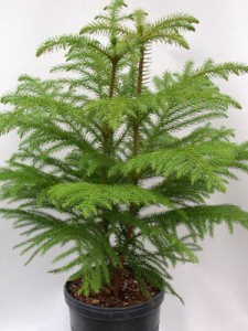 Araucaria heterophylla