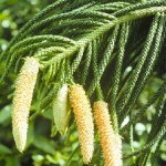 Araucaria heterophylla - male cones