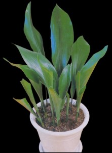 Aspidistra elatior