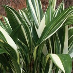 Aspidistra elatior Variegata