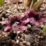 Aspidistra elatior flowers