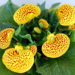 Calceolaria herbeohybrida