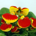 Calceolaria herbeohybrida