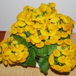 Calceolaria herbeohybrida