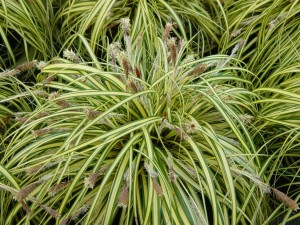 Carex morrowii Variegata