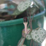 Ceropegia woodii flower