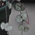 Ceropegia woodii leaves