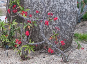 Euphorbia milii