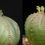 Euphorbia obesa - male & female flowers